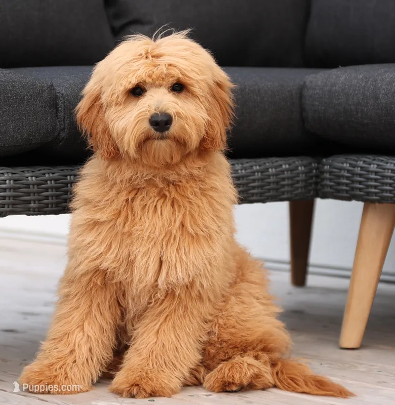F1B MINI ENG – English Goldendoodle puppy for sale in Crystal, MI