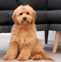 F1B MINI ENG, a  English Goldendoodle for sale in Crystal, MI – 1 of 10
