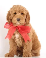 F1B MINI ENG, a  English Goldendoodle for sale in Crystal, MI – 7 of 9