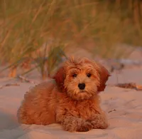 ENG TINY F1B TEDDY BEAR, a  English Goldendoodle for sale in Crystal, MI – 8 of 9