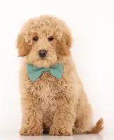 MINI TEDDY BEAR BOY, a male Miniature Goldendoodle for sale in Crystal, MI – Photo 3 of 4