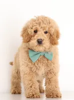 MINI TEDDY BEAR BOY, a male Miniature Goldendoodle for sale in Crystal, MI – Photo 2 of 4