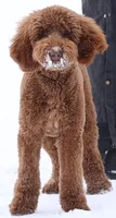 Standard AKC Poodle Female , a female Poodle - Standard  for sale in Crystal, MI – 2 of 3