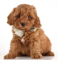 ENG TINY F1B TEDDY BEAR, a  English Goldendoodle for sale in Crystal, MI – 4 of 9