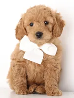 processed/cfdcece1-dffb-44d7-9010-7310a9681369/listing/c3ad846d-6120-4f0e-a527-1aed965970a3/c9220951-9a1a-48b1-8e5d-f23edd609c15