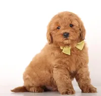 ENG PETIT BOY, a male English Goldendoodle for sale in Crystal, MI – Photo 3 of 3