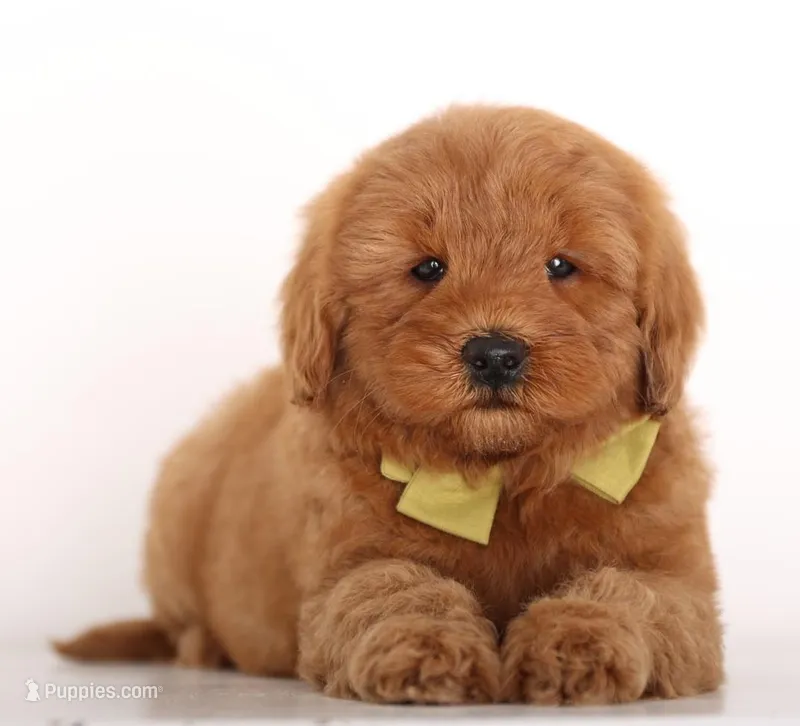 ENG PETIT BOY – English Goldendoodle puppy for sale in Crystal, MI