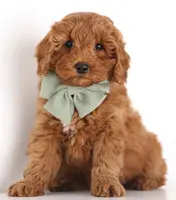 processed/cfdcece1-dffb-44d7-9010-7310a9681369/listing/cffb1a16-0dd6-4856-9271-c40a7f201ae8/db347647-805a-4a2c-867b-6d181beb1fa2