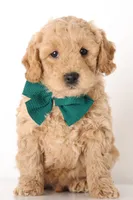 ENG PETIT TINY F1B, a  English Goldendoodle for sale in Crystal, MI – 7 of 10