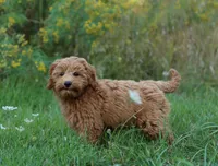 F1B Teddy Bear, a  Goldendoodle for sale in Crystal, MI – 8 of 10