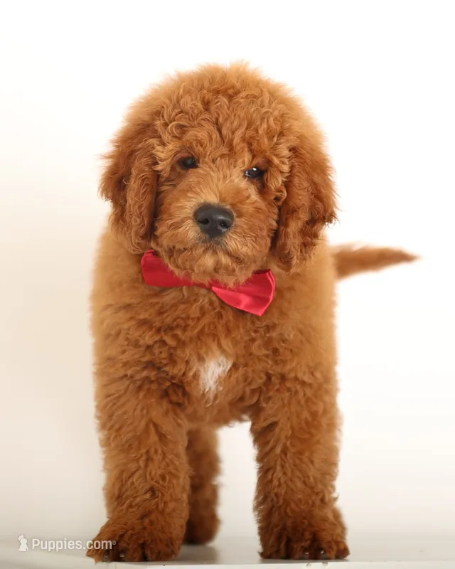 MINI Trained ENG MALE F1B TEDDY BEAR – English Goldendoodle puppy for sale in Crystal, MI