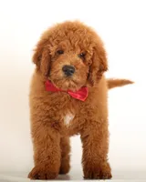 MINI Trained ENG MALE F1B TEDDY BEAR, a male English Goldendoodle for sale in Crystal, MI – 1 of 4