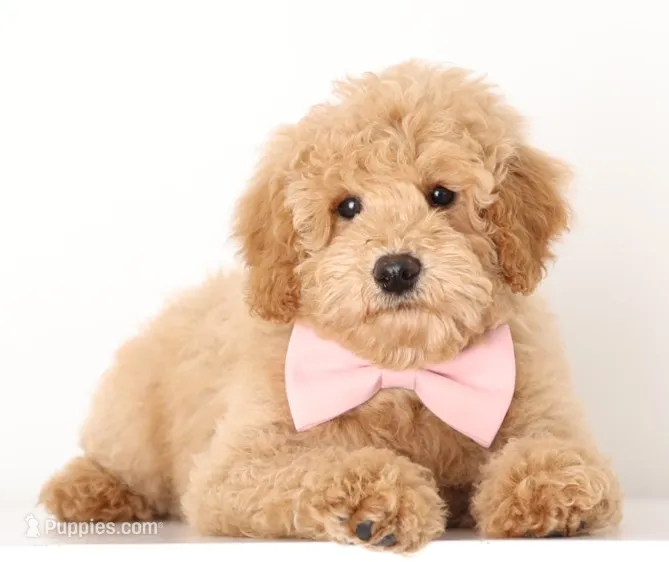 Petit ENG TEDDY BEAR