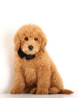 PETIT ENG TEDDY TINY F!B GIRL, a female English Goldendoodle for sale in Crystal, MI – 3 of 4