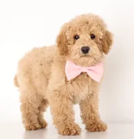 ENG TEDDY BEAR MINI, a male Miniature Goldendoodle for sale in Crystal, MI – Photo 2 of 3