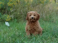 PETIT/TINY RED TEDDY BEARS, a  Goldendoodle for sale in Crystal, MI – 5 of 10
