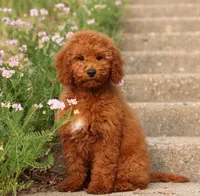 MINI F1B TEDDY BEAR GOLDENDOODLES, a  Goldendoodle for sale in Crystal, MI – 7 of 7