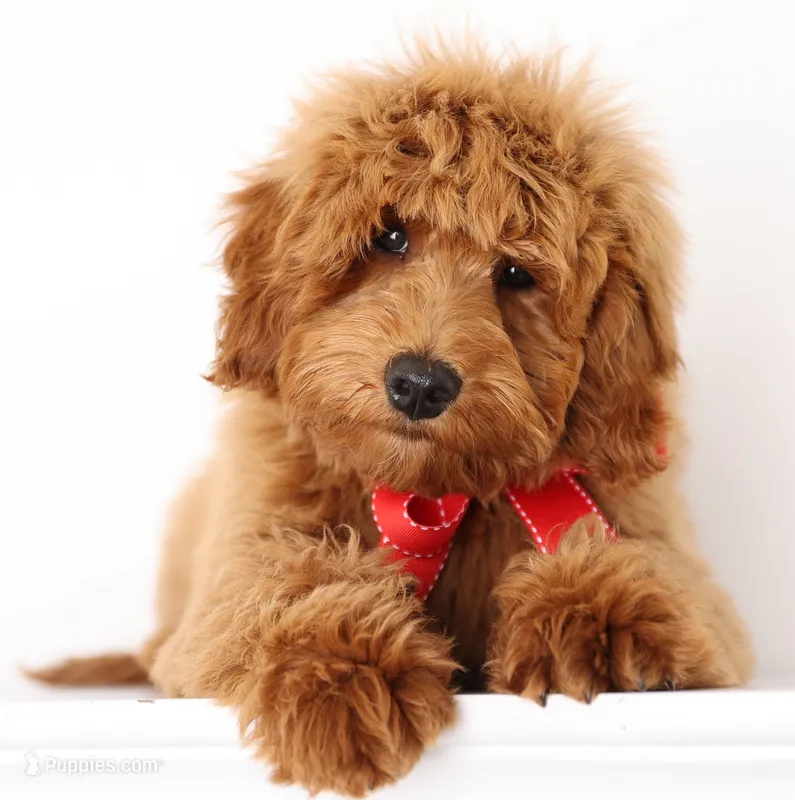 F1B MINI ENG – English Goldendoodle puppy for sale in Crystal, MI