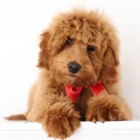 F1B MINI ENG, a  English Goldendoodle for sale in Crystal, MI – 7 of 10