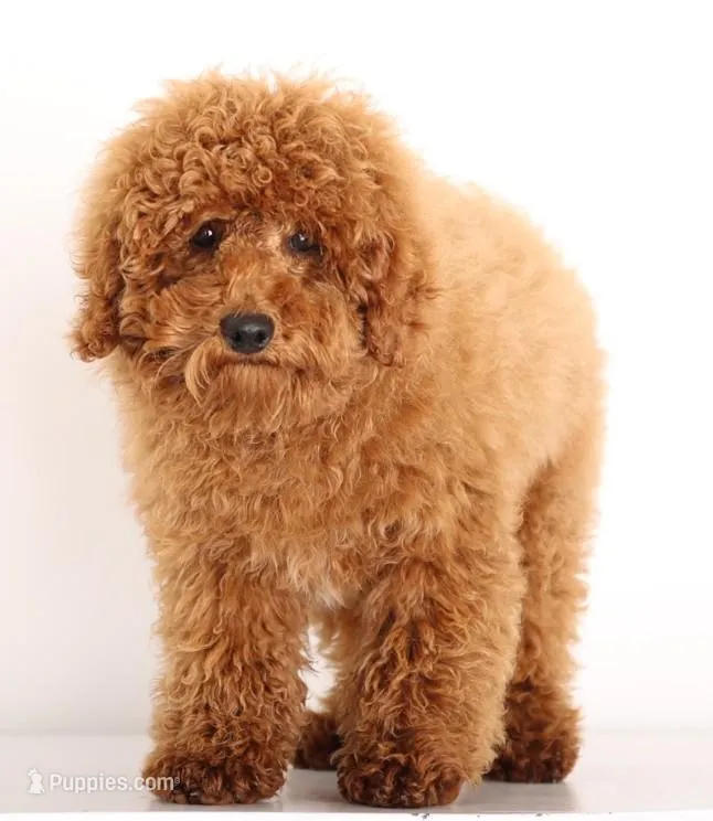 Toy Red Male – Poodle - Toy  puppy for sale in Crystal, MI