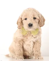 processed/cfdcece1-dffb-44d7-9010-7310a9681369/listing/f1248f8f-27c9-47cc-80d2-c28c1383df69/0d00fa0f-0b0b-4e49-a226-ba91f93ef575