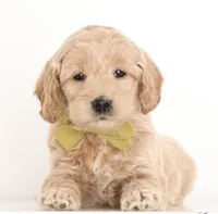 processed/cfdcece1-dffb-44d7-9010-7310a9681369/listing/f1248f8f-27c9-47cc-80d2-c28c1383df69/98b66695-c822-4fd0-bfc7-6e9418954792