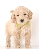 processed/cfdcece1-dffb-44d7-9010-7310a9681369/listing/f1248f8f-27c9-47cc-80d2-c28c1383df69/d6b21169-7098-45cb-9932-9faa3440a868