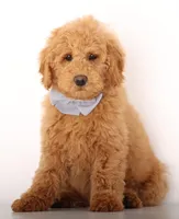 ENG TEDDY MINI GIRL, a female English Goldendoodle for sale in Crystal, MI – Photo 2 of 3