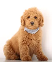 ENG TEDDY MINI GIRL, a female English Goldendoodle for sale in Crystal, MI – Photo 3 of 3