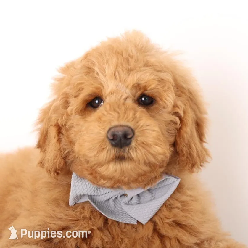 ENG TEDDY MINI GIRL – English Goldendoodle puppy for sale in Crystal, MI