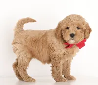 processed/cfdcece1-dffb-44d7-9010-7310a9681369/listing/f1644c49-85f5-42ca-97a4-f4ba1b448107/36c5d695-5558-4667-b824-eea63ce1d6c1