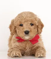 processed/cfdcece1-dffb-44d7-9010-7310a9681369/listing/f1644c49-85f5-42ca-97a4-f4ba1b448107/4bd709bf-68d9-416a-87f4-ed16361925cc