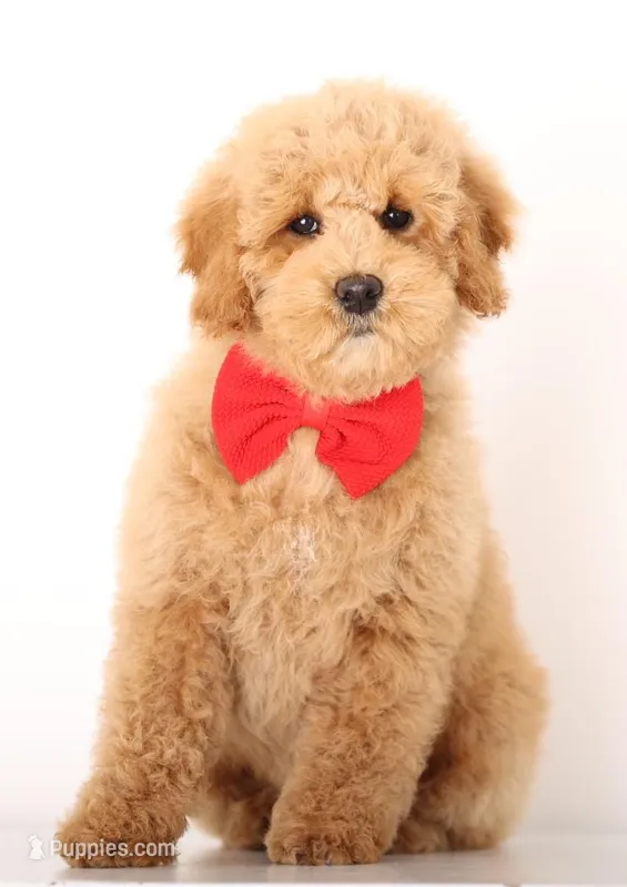 F1B MINI ENG – English Goldendoodle puppy for sale in Crystal, MI