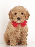 processed/cfdcece1-dffb-44d7-9010-7310a9681369/listing/f1644c49-85f5-42ca-97a4-f4ba1b448107/d3c11974-9a23-4bee-bad3-3a8255e00047