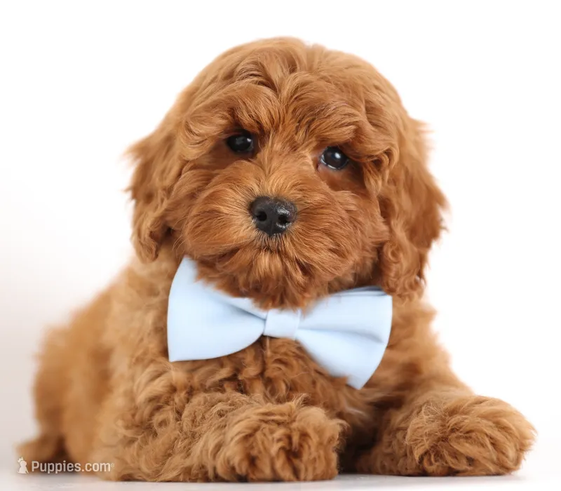 PETIT/TINY RED TEDDY BEARS – Goldendoodle puppy for sale in Crystal, MI