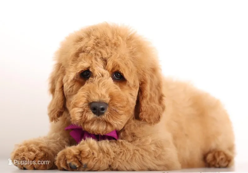 Red MINI F1B ENG  – English Goldendoodle puppy for sale in Crystal, MI