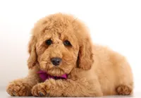 Red MINI F1B ENG , a female English Goldendoodle for sale in Crystal, MI – Photo 1 of 4