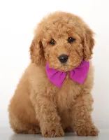 Red MINI F1B ENG , a female English Goldendoodle for sale in Crystal, MI – Photo 1 of 3