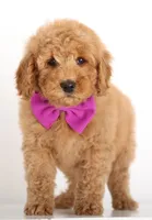 Red MINI F1B ENG , a female English Goldendoodle for sale in Crystal, MI – Photo 3 of 3