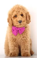 Red MINI F1B ENG , a female English Goldendoodle for sale in Crystal, MI – Photo 2 of 4