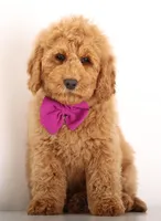 Red MINI F1B ENG , a female English Goldendoodle for sale in Crystal, MI – Photo 4 of 4