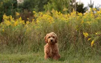 MINI F1B TEDDY BEAR GOLDENDOODLES, a  Goldendoodle for sale in Crystal, MI – 4 of 7
