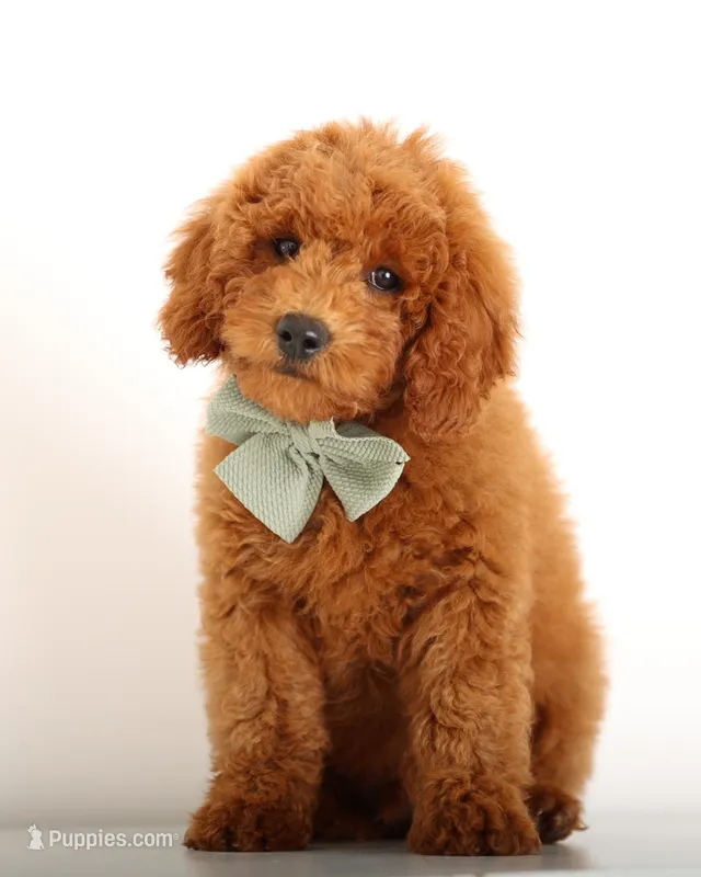 Tiny ENG RED MALE – Miniature Goldendoodle puppy for sale in Crystal, MI