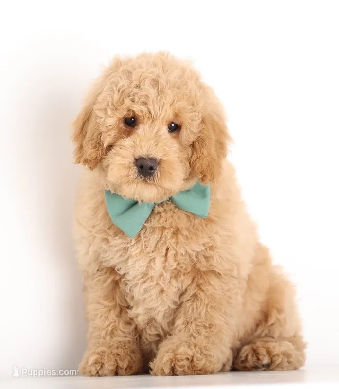 ENG TINY F1B TEDDY BEAR – English Goldendoodle puppy for sale in Crystal, MI