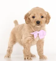 processed/cfdcece1-dffb-44d7-9010-7310a9681369/listing/f811a7a6-25aa-42c3-9a96-b0b9e7a45a0b/28ed2d5e-b9d9-4a8b-8bd9-db5b14b8ac4b