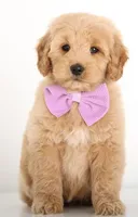 MINI GIRL ENG TEDDY, a female English Goldendoodle for sale in Crystal, MI – Photo 4 of 4