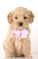 processed/cfdcece1-dffb-44d7-9010-7310a9681369/listing/f811a7a6-25aa-42c3-9a96-b0b9e7a45a0b/67bcbbb7-4ed3-4f70-b78a-11c0e6b6955a