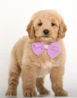 MINI GIRL ENG TEDDY, a female English Goldendoodle for sale in Crystal, MI – Photo 2 of 4