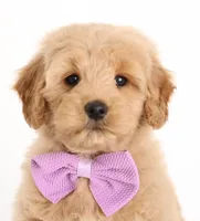 MINI GIRL ENG TEDDY, a female English Goldendoodle for sale in Crystal, MI – Photo 1 of 4