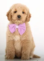 MINI GIRL ENG TEDDY, a female English Goldendoodle for sale in Crystal, MI – Photo 3 of 4